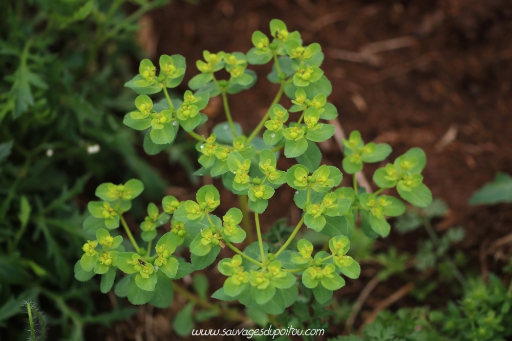 Euphorbia helioscopa, Euphorbe réveil matin, Biard (86)