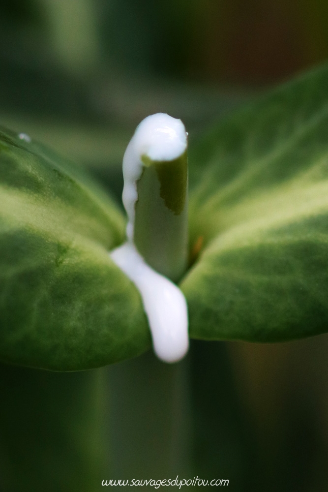 Euphorbia lathyris, Euphorbe épurge - latex