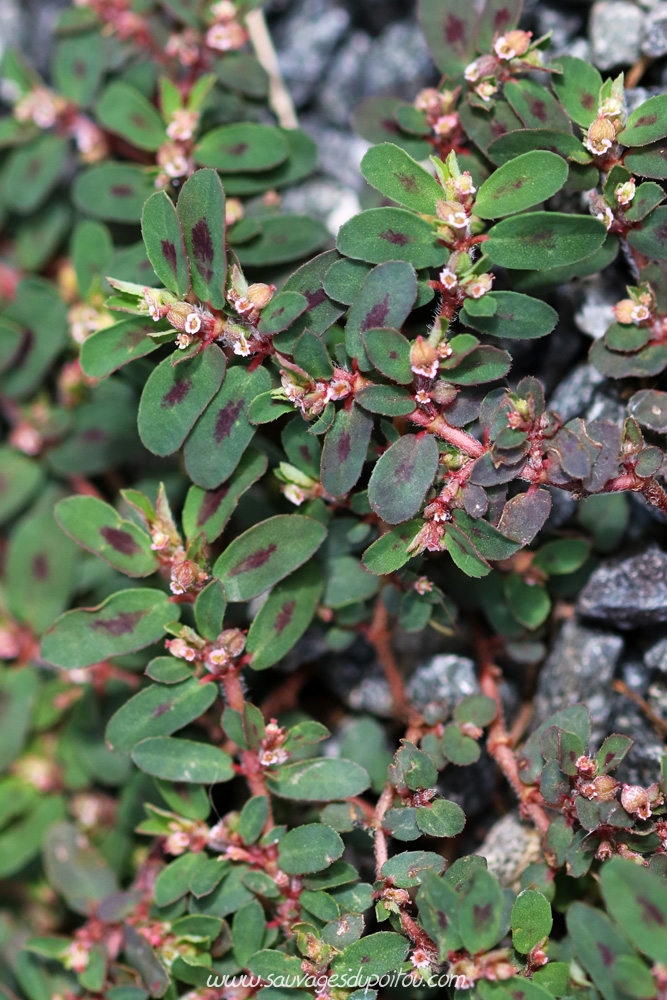 Euphorbia maculata, Euphorbe maculée, Saint-Sauvent (87)