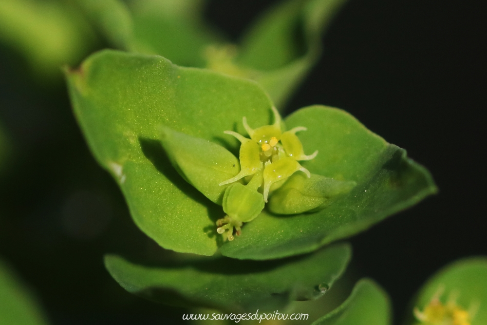 Euphorbia peplus, Euphorbe omblette, Poitiers bords de Clain
