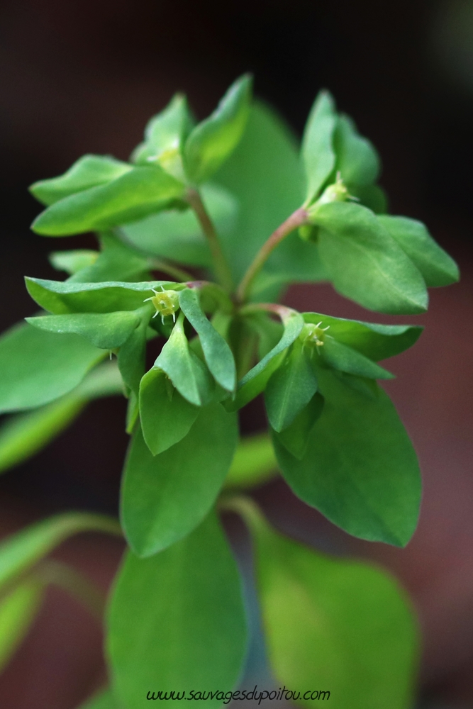 Euphorbia peplus, Euphorbe omblette, Poitiers bords de Clain