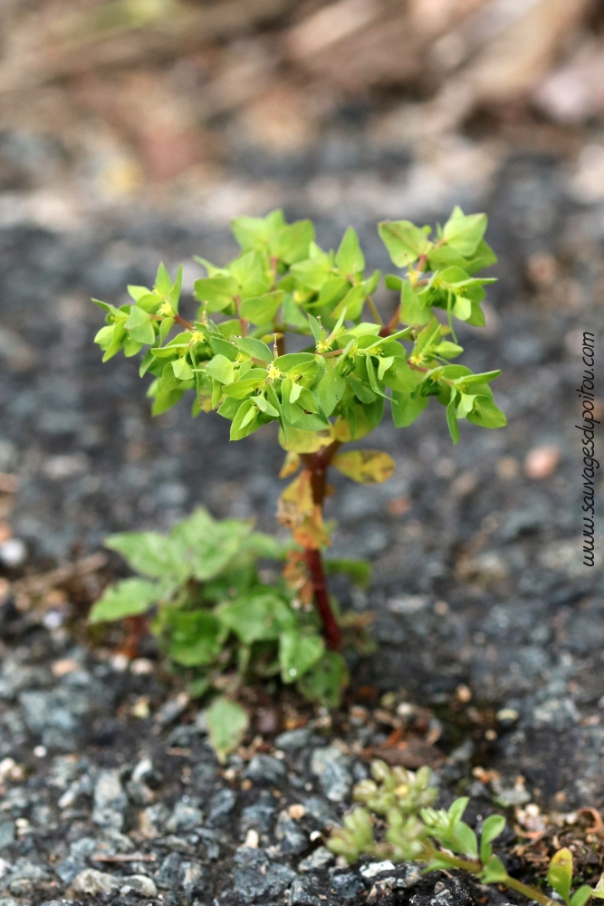 Euphorbia peplus, Euphorbe omblette, Poitiers sous Blossac