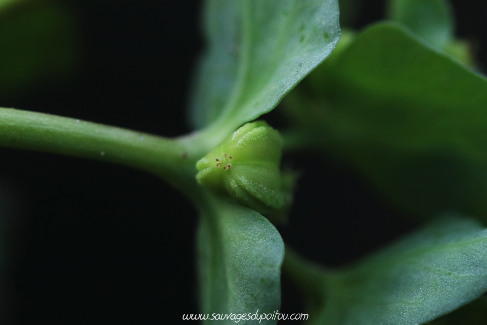 Euphorbia peplus, Euphorbe omblette, Poitiers Chilvert