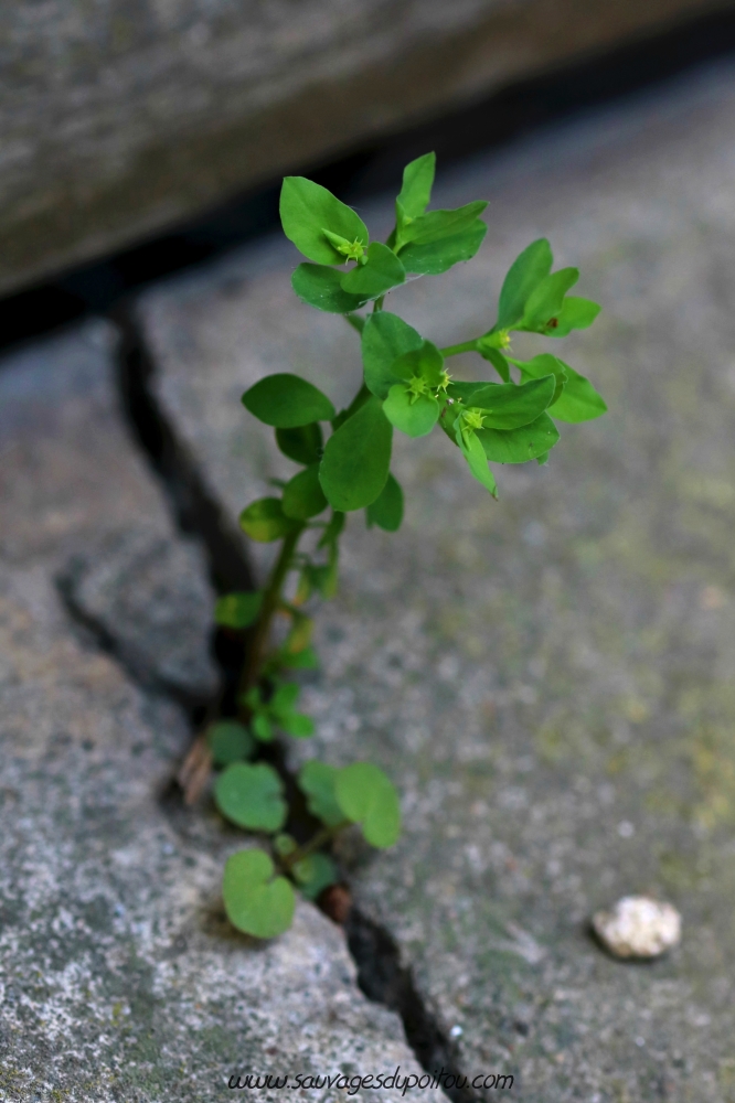 Euphorbia peplus, Euphorbe des jardins, Poitiers Grand'Rue