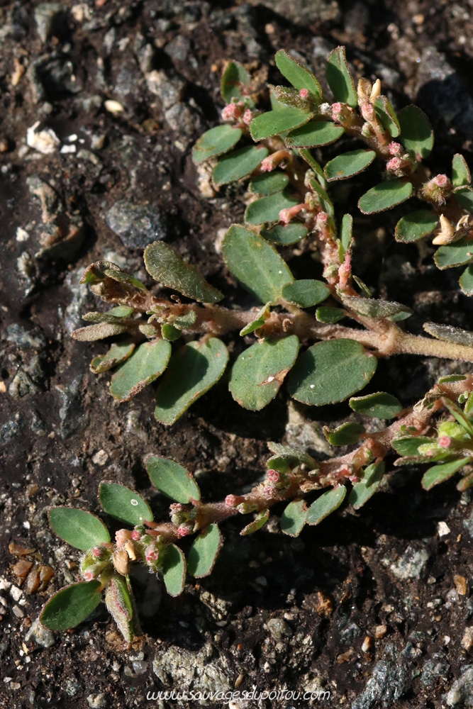 Euphorbia prostrata, Euphorbe prostrée, Poitiers quartier Chilvert
