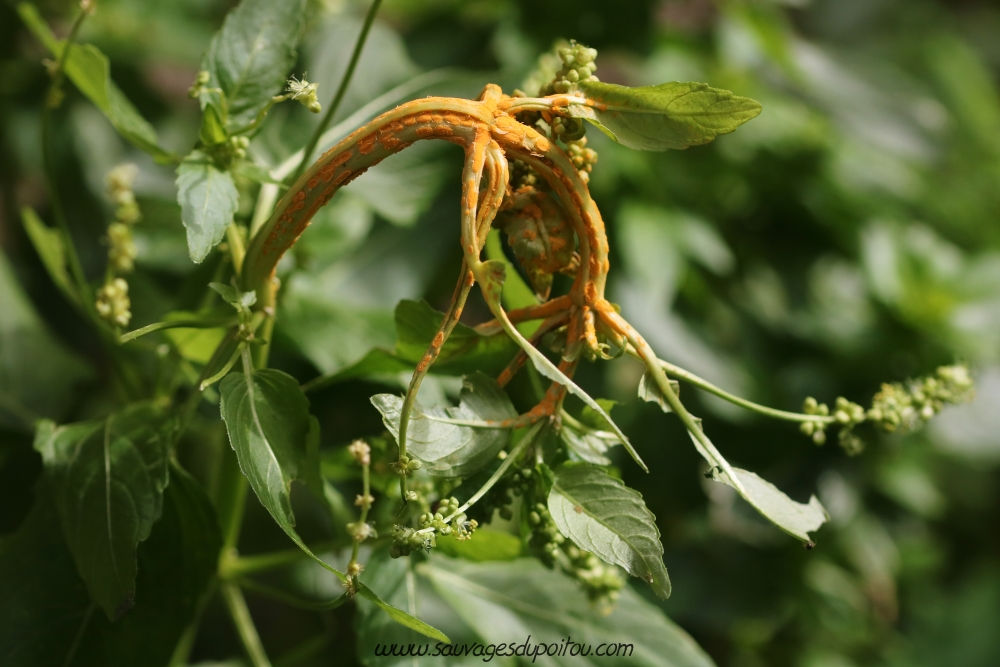 Mercurialis annua et Melampsora pulcherrima, Dinard (35)