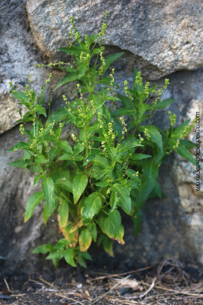 Mercurialis annua, Mercuriale annuelle, Louhossoa (64)