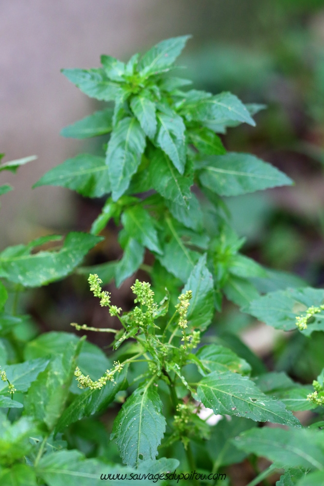 Mercurialis annua, Mercuriale annuelle, Poitiers bords de Clain