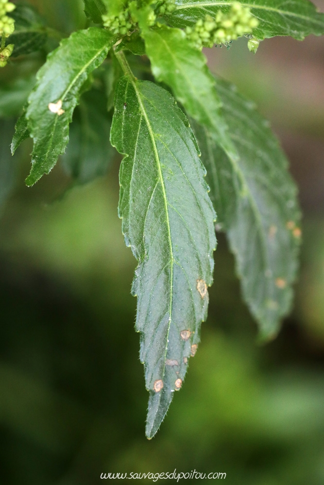 Mercurialis annua, Mercuriale annuelle, Poitiers Chilvert