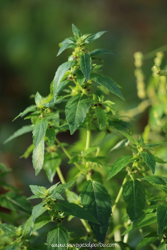 Mercurialis annua, Mercuriale annuelle, Poitiers bords de Boivre