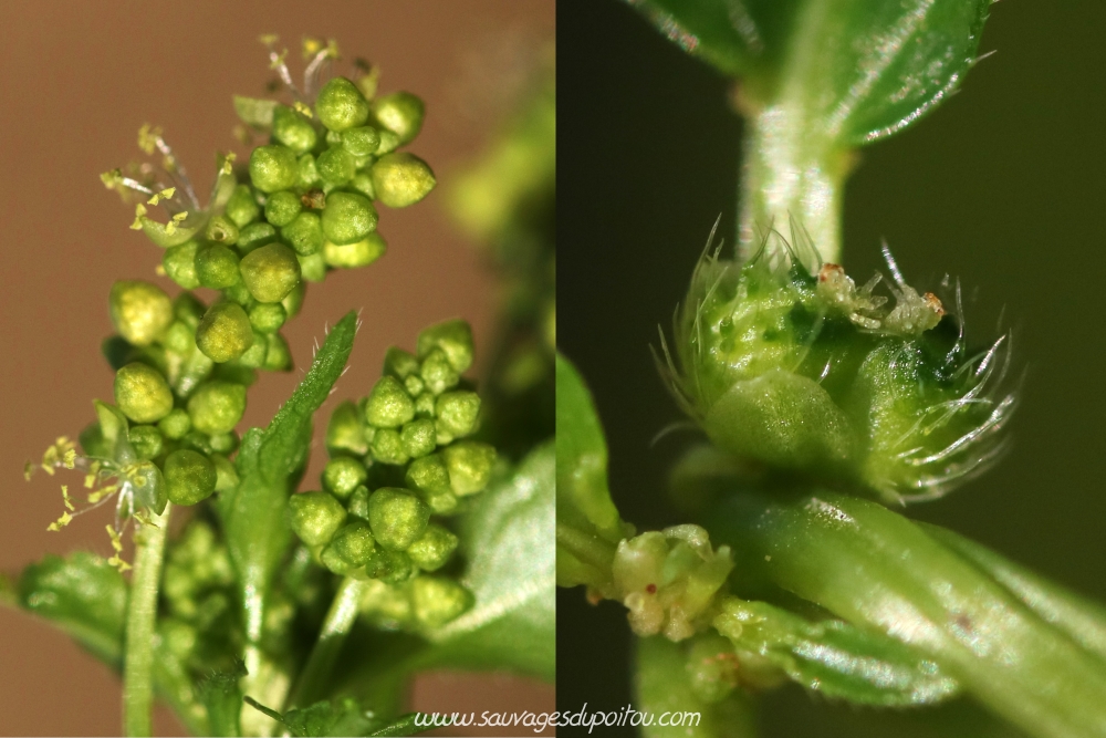 Mercurialis annua, Mercuriale annuelle, Poitiers parc des expositions