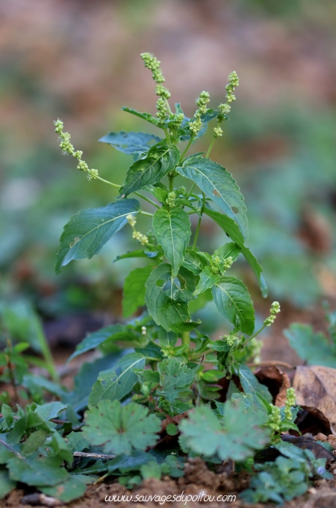 Mercurialis annua, Mercuriale annuelle, Poitiers quartier Mérigotte