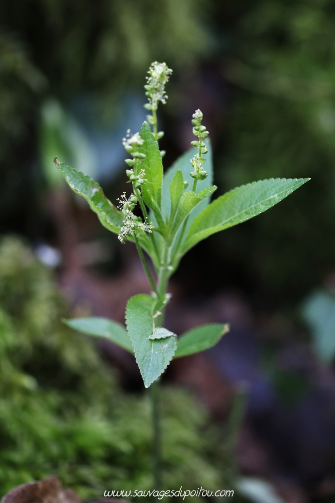 Mercurialis perennis, Mercuriale vivace, Poitiers bords de Boivre