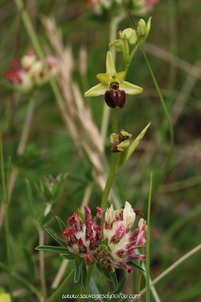 Anthyllis vulneraria & Ophrys argensonensis, Vouneuil-sous-Biard Petit Mazay (86)