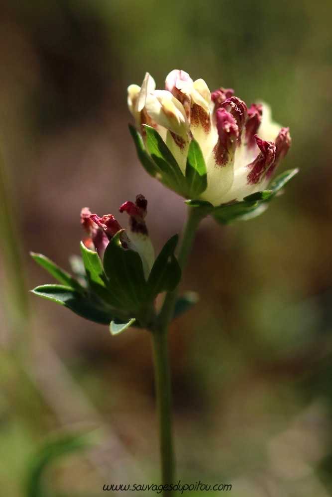 Anthyllis vulneraria, Anthyllide vulnéraire, Vouneuil-sous-Biard Petit Mazay (86)