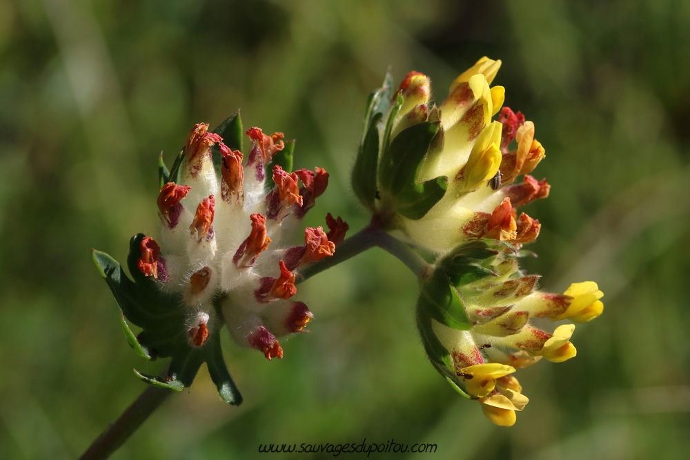 Anthyllis vulneraria, Anthyllide vulnéraire, Vouneuil-sous-Biard Petit Mazay (86)