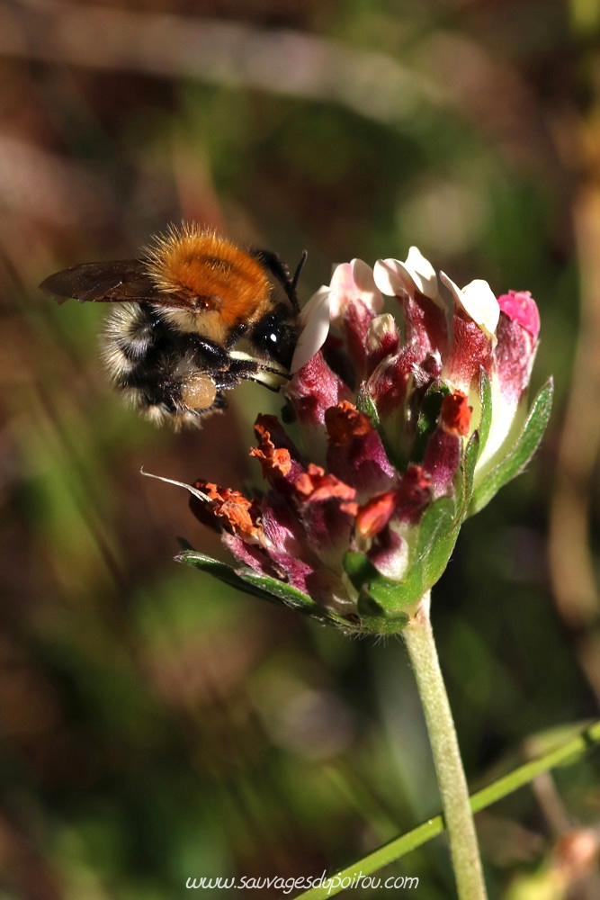 Anthyllis vulneraria, Anthyllide vulnéraire, Vouneuil-sous-Biard Petit Mazay (86)
