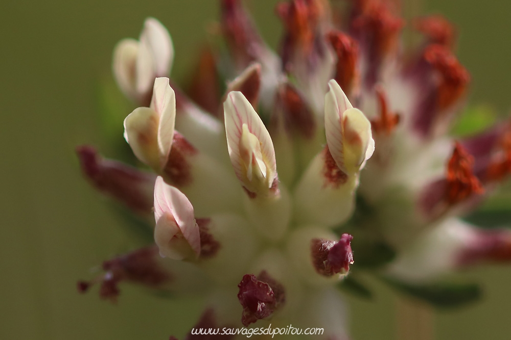 Anthyllis vulneraria, Anthyllide vulnéraire, Vouneuil-sous-Biard Petit Mazay (86)