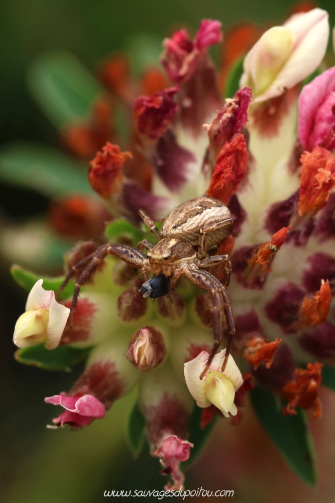 Anthyllis vulneraria, Anthyllide vulnéraire, Vouneuil-sous-Biard Petit Mazay (86)
