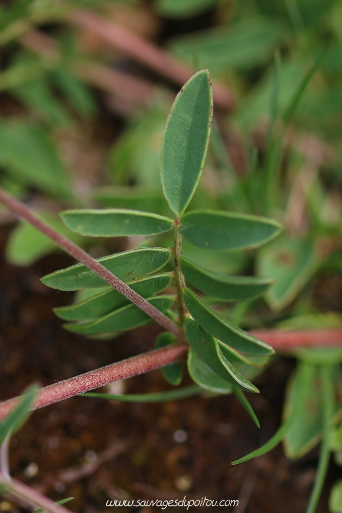 Anthyllis vulneraria, Anthyllide vulnéraire, Vouneuil-sous-Biard Petit Mazay (86)