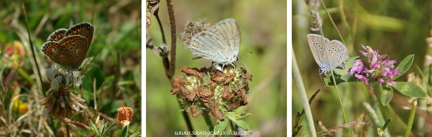 Polyommatus icarus, Cupido argiades et  Cyaniris semiargus (Crédits photos: Olivier Pouvreau)