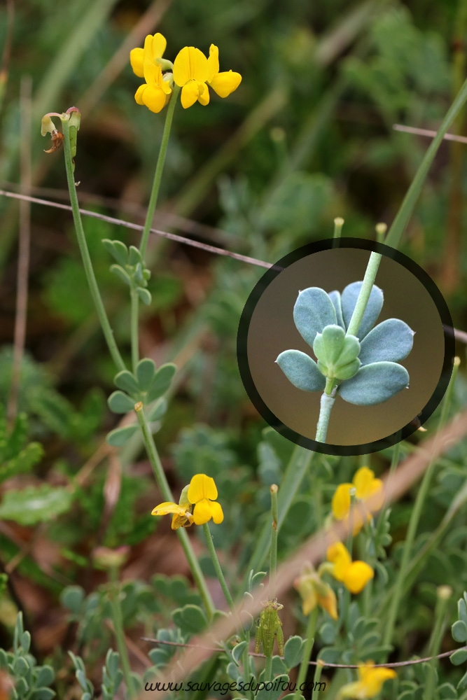 Coronilla minima, Petite Coronille, Plateau de Thorus (86)