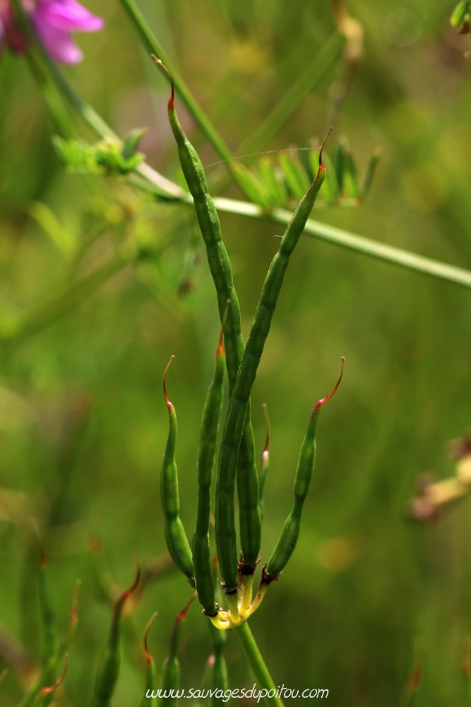 Coronille changeante, Coronilla varia, Buxerolles (86)