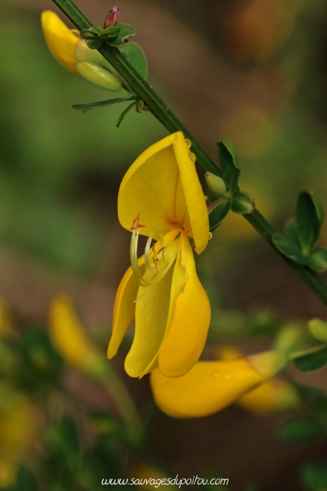 Cytisus scoparius, Genêt à balais, Biard (86)