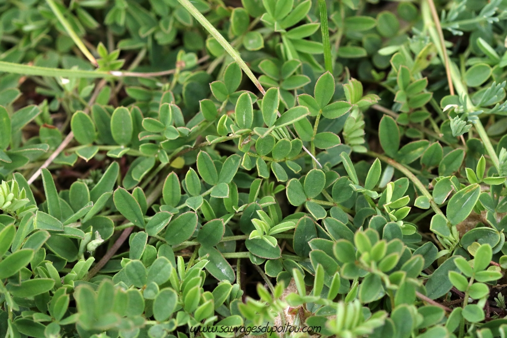 Hippocrepis comosa, Fer-à-cheval, Biard (86)