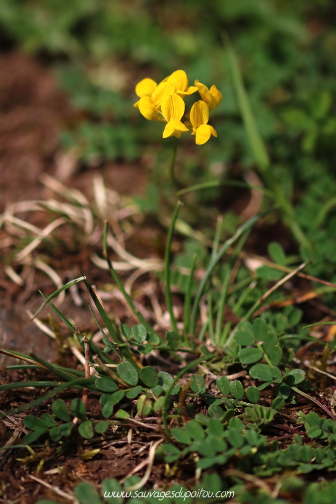 Hippocrepis comosa, Fer-à-cheval, Beauvoir (86)