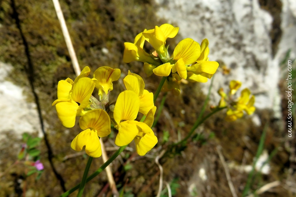 Hippocrepis comosa, Fer-à-cheval, Poitiers rochers du Porteau