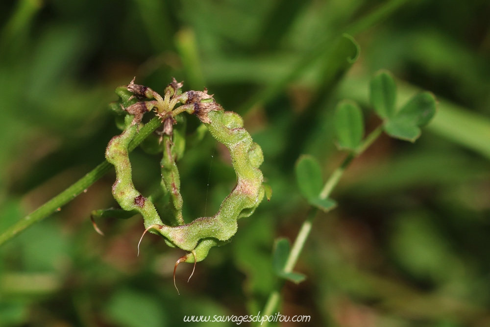 Hippocrepis comosa, Fer-à-cheval, Beauvoir (86)