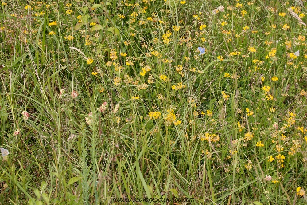 Hippocrepis comosa, Fer-à-cheval (crédit photo: Olivier Pouvreau)