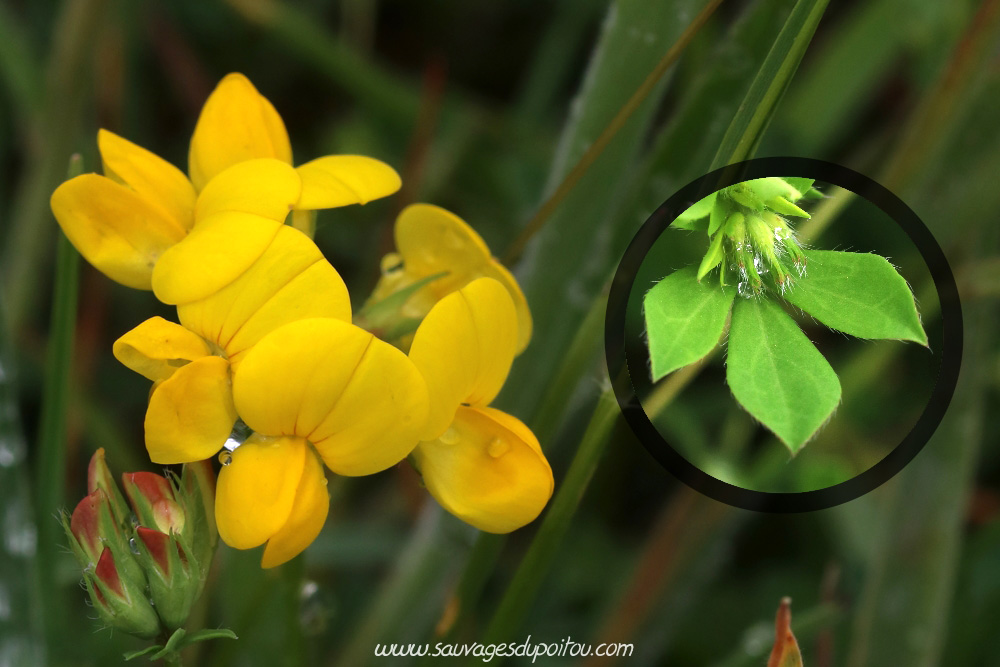 Lotier corniculé, Lotus corniculatus, Saint Aignan (41)