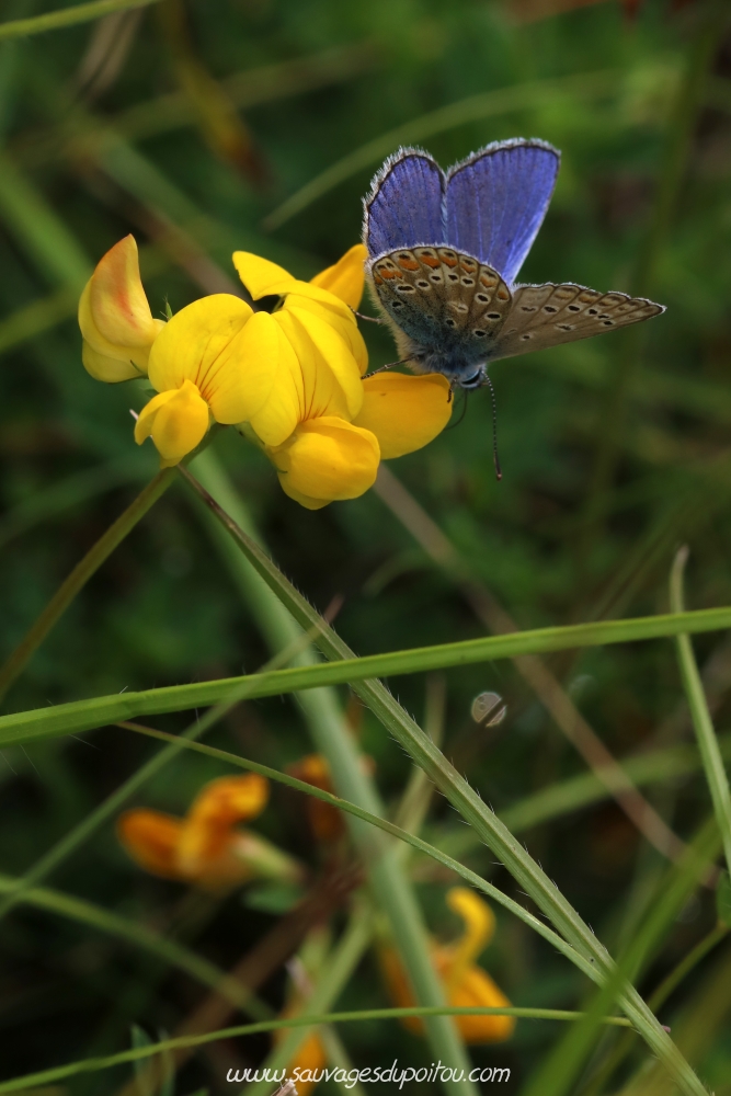 Leptidea sinapis sur Lotus corniculatus, Biard (86)