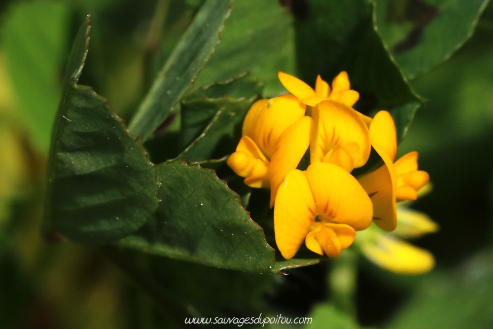 Medicago arabica, Luzerne tachetée, Poitiers porte de Paris