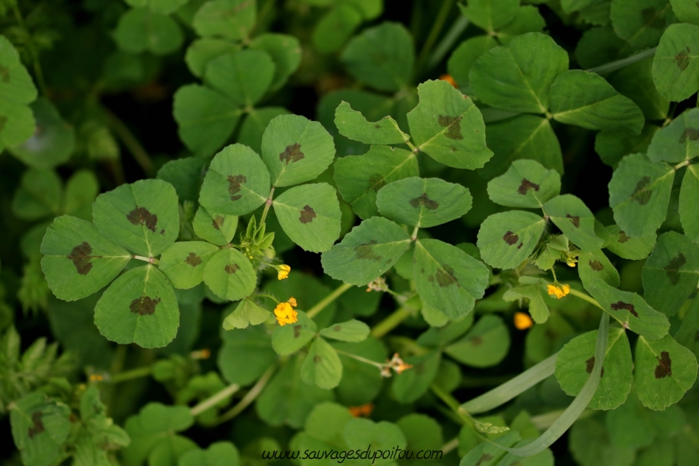 Medicago arabica, Luzerne tachetée, Poitiers bords de Boivre