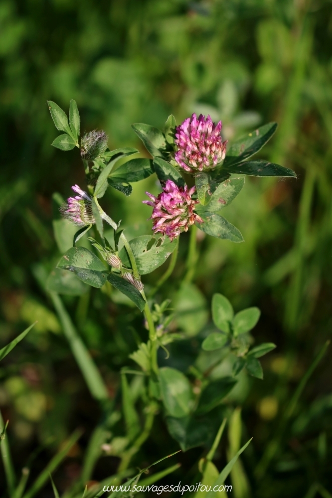 Trifolium pratense, Trèfle des prés, Poitiers bords de Boivre