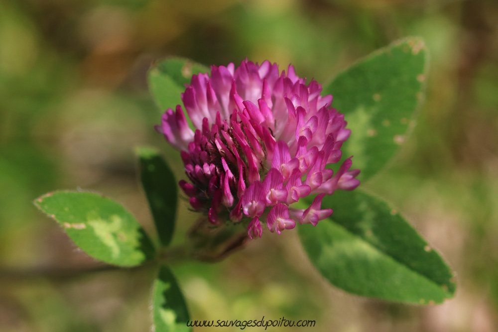 Trifolium pratense, Trèfle des prés, Poitiers bords de Boivre