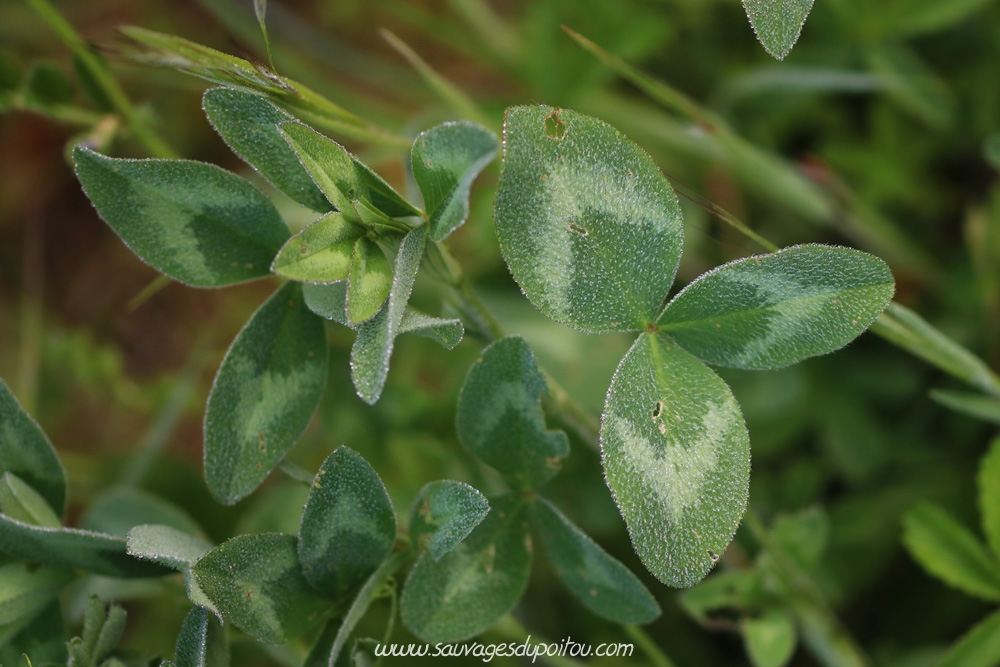 Trifolium pratense, Trèfle des prés, bords de Boivre
