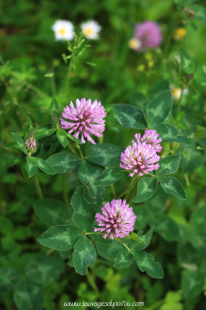 Trifolium pratense, Trèfle des prés, Poitiers bords de Boivre