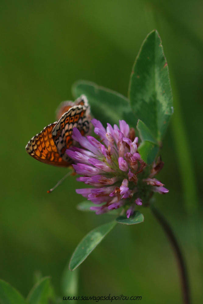 Trifolium pratense, Trèfle des prés, Poitiers bords de Boivre