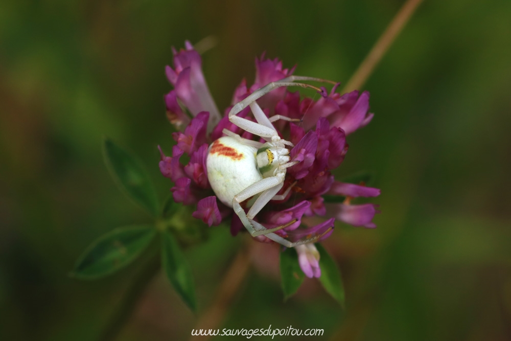 Misumena vatia sur Trifolium pratense, Poitiers