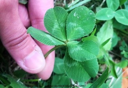 Trifolium repens, Trèfle rampant, Rilleux-la-Pape (69)