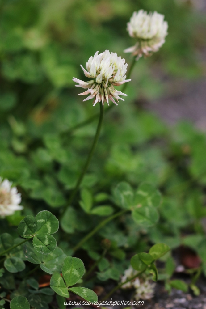 Trifolium repens, Trèfle rampant, Poitiers quartier Chilvert