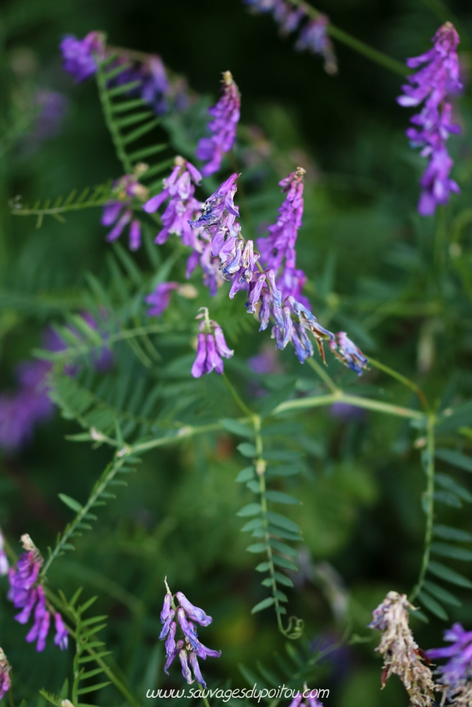 Vicia cracca, Vesce cracca, Montamisé (86)