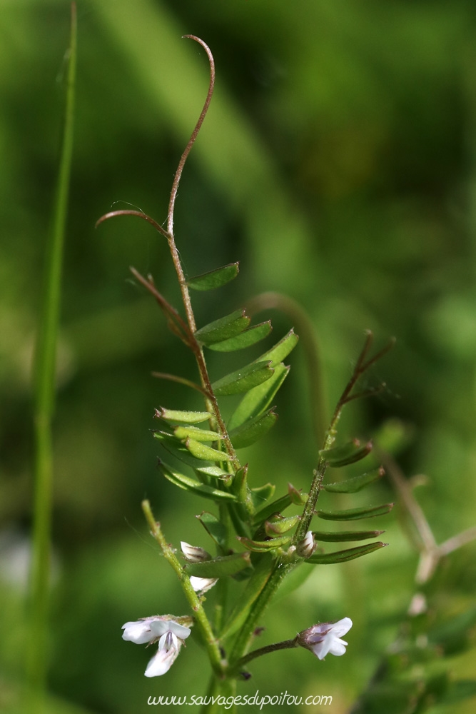 Vicia hirsuta, Vesce hérissée, Biard (86)