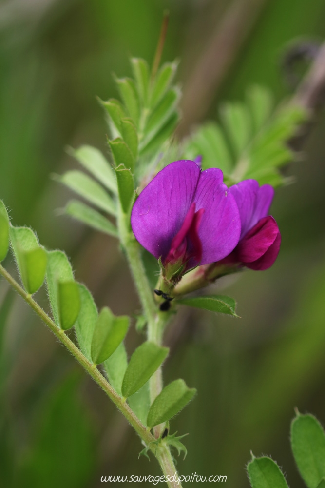 Vicia sativa, Vesce cultivée, Poitiers bords de Boivre