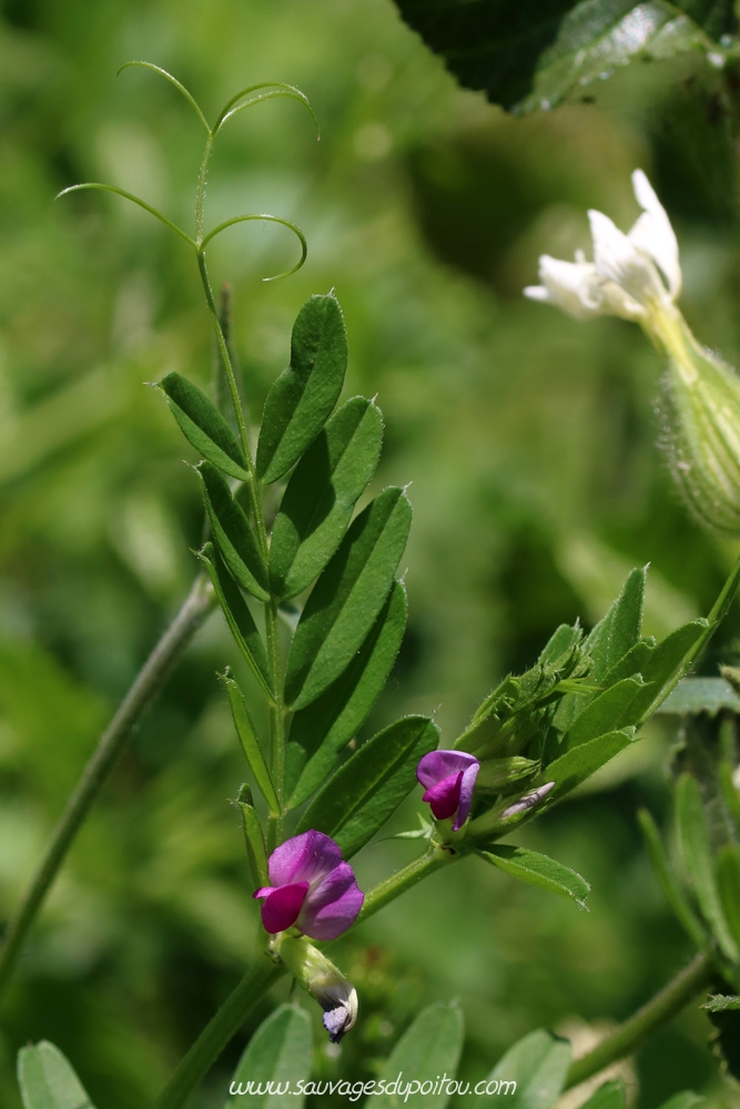 Vicia sativa, Vesce cultivée, Poitiers quartier Chilvert