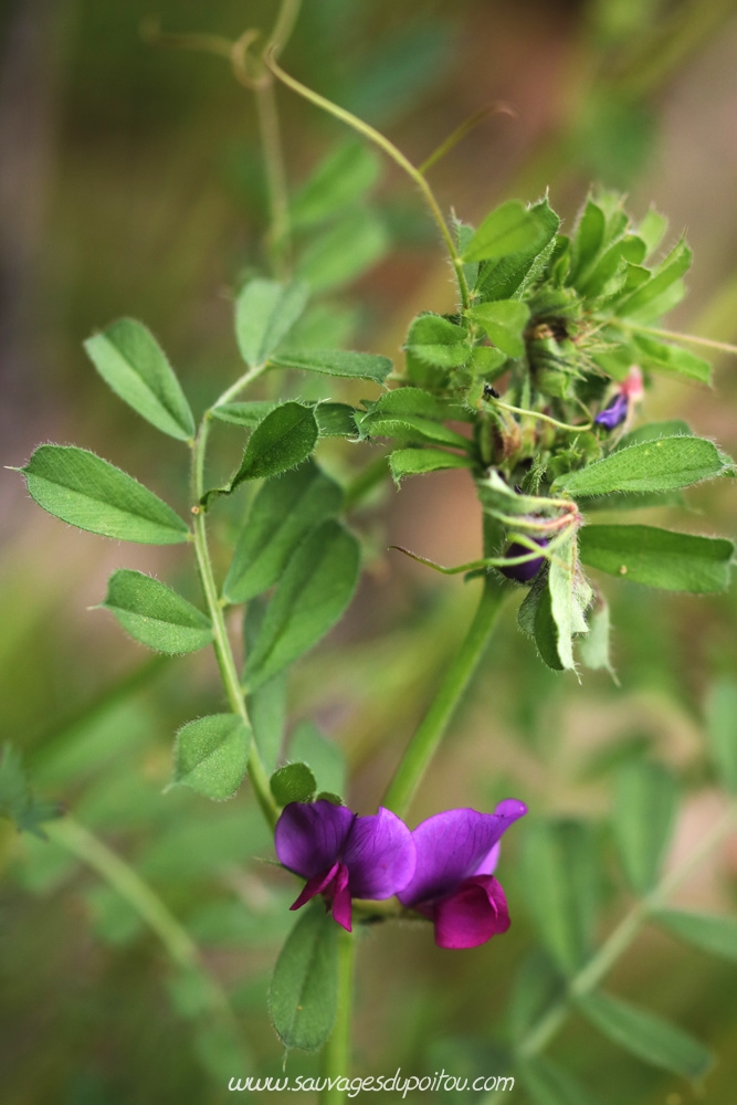 Vicia sativa, Vesce cultivée, Biard (86)